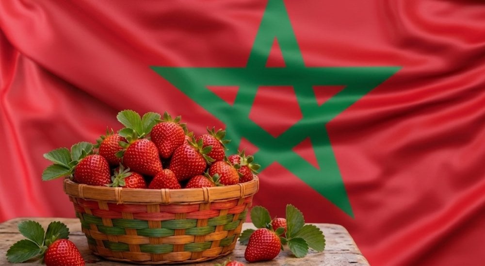 صورة المقالة
