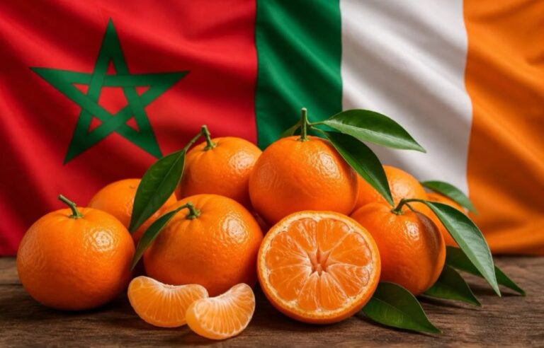 صورة المقالة