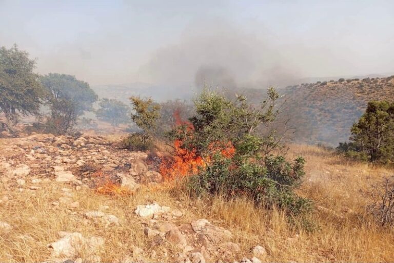صورة المقالة