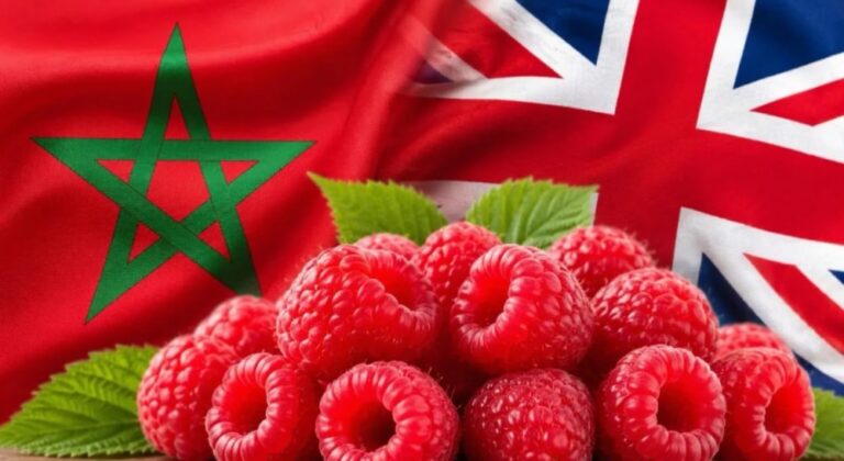 صورة المقالة