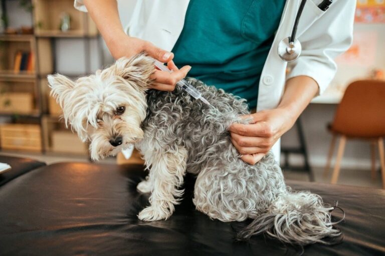 صورة المقالة