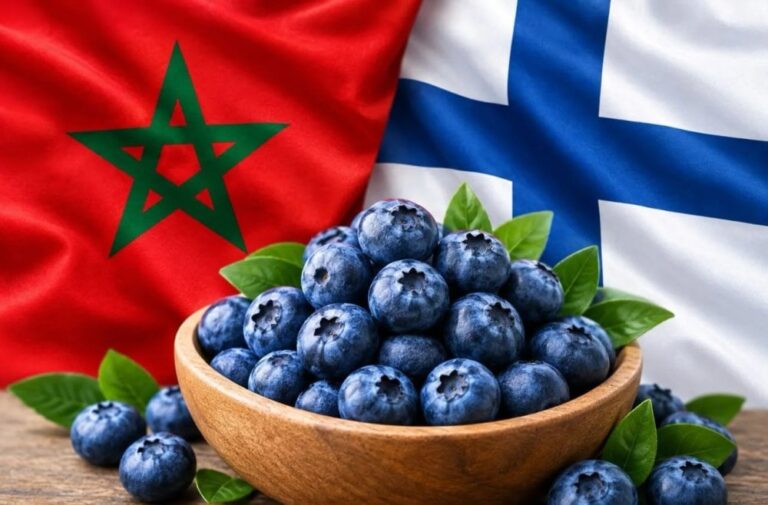صورة المقالة